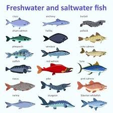 Fresh Sea Water Fish